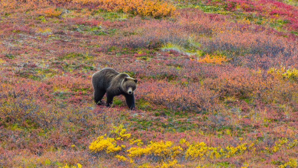 Na Aljašce objevili zoufalého muže, kterého několik dní týral grizzly